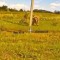 Операторы FPV-дронов войск БпС группировки Запад ликвидировали живую силу ВСУ в районе Красного Лимана ДНР